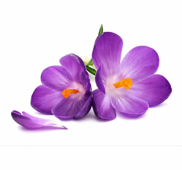 Purple roller blind picked flowers serene - TenStickers