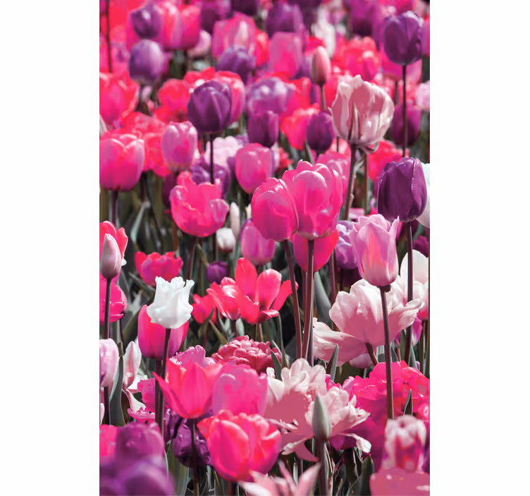 Purple tulip blooms roller blind flowers - TenStickers
