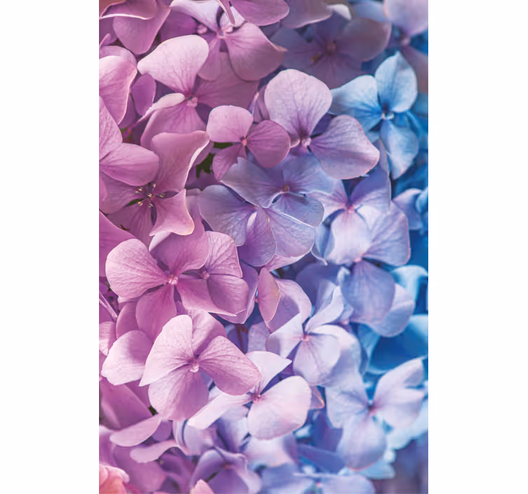 Many different hydrangea flowers blind - TenStickers