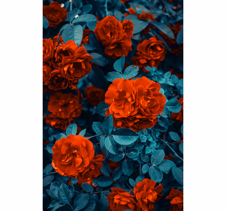 Vibrant Blooming Roses roller blind flowers - TenStickers