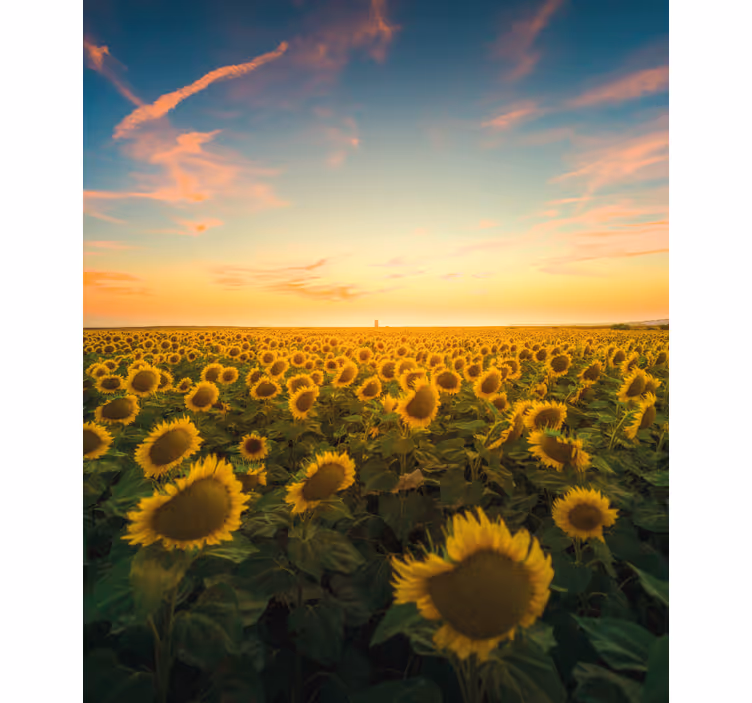 Sunflower Field Sunrise roller blind flowers - TenStickers