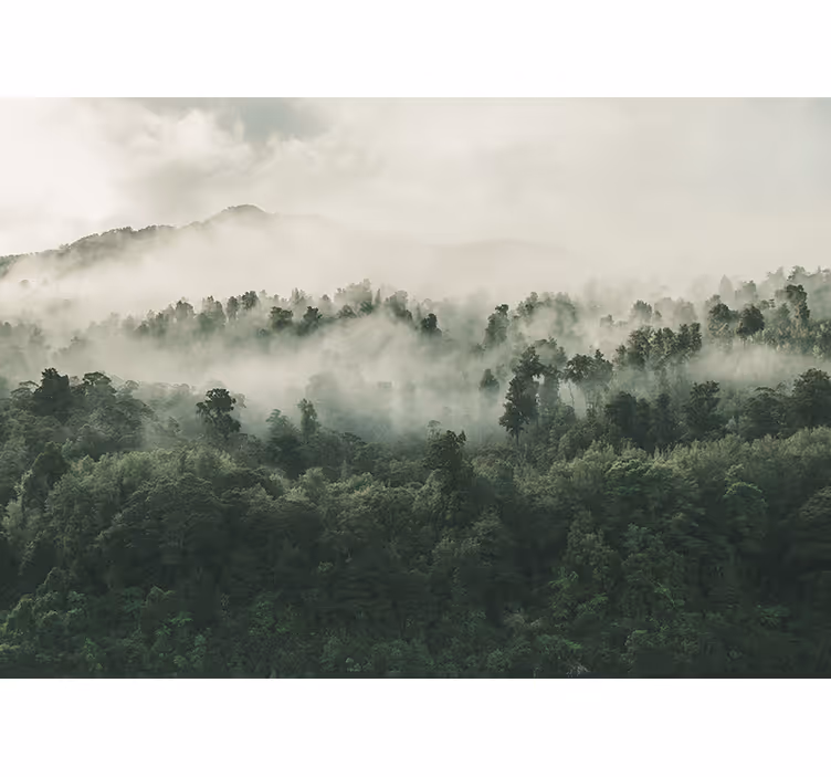 Lush forest mist tree roller blind - TenStickers