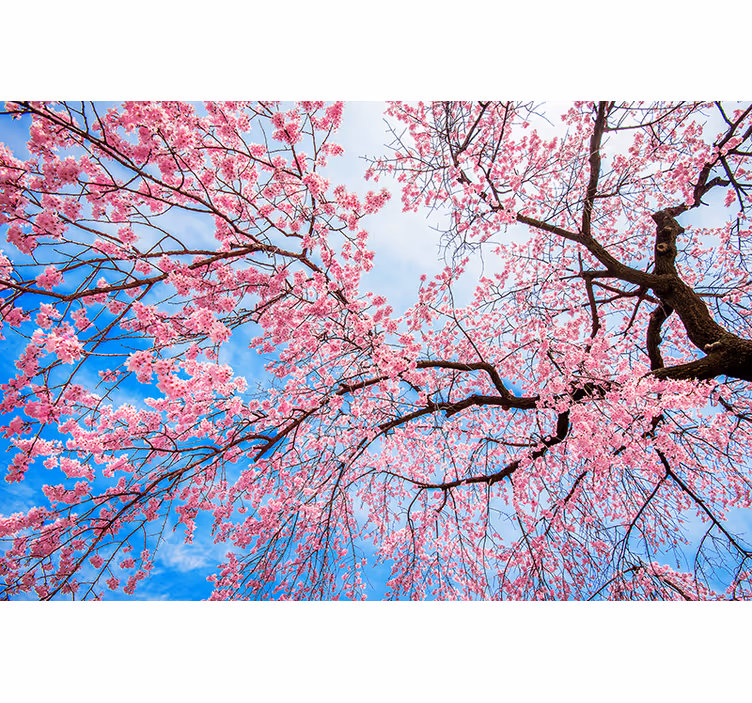 Sakura Limb flowers and plants roller blind - TenStickers