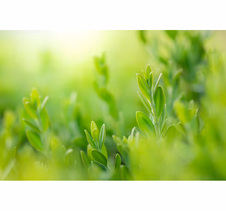 Lush greenery picture roller blind flowers - TenStickers