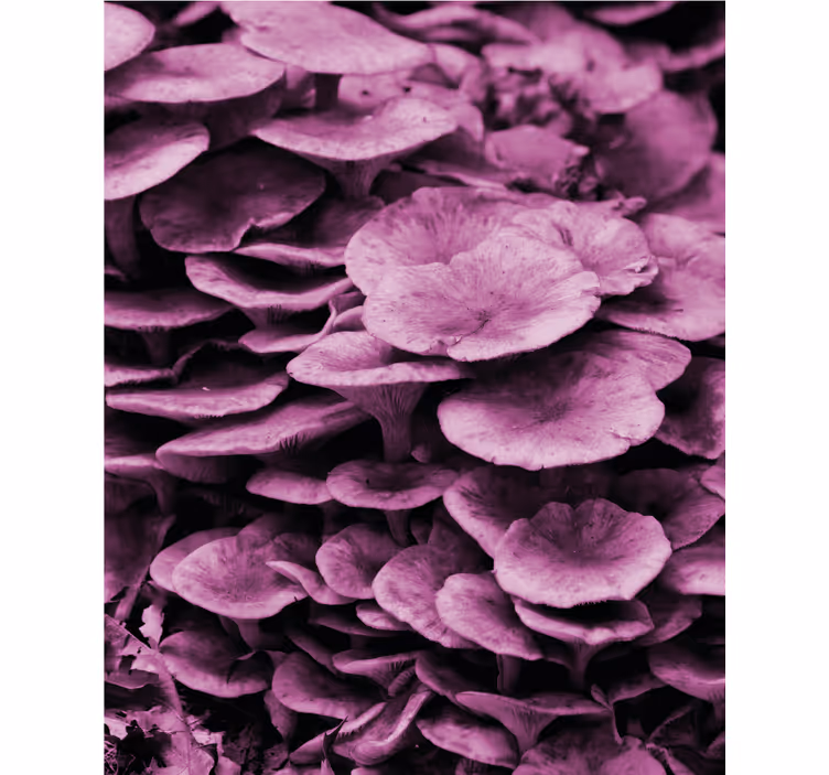 Vibrant Floral Layers roller blind flowers - TenStickers