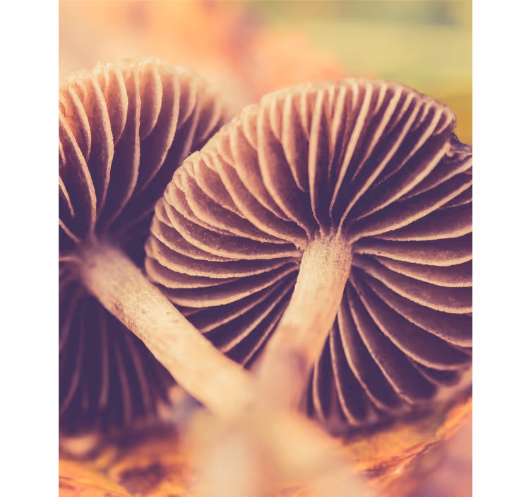 Mushroom gills roller blind flowers - TenStickers