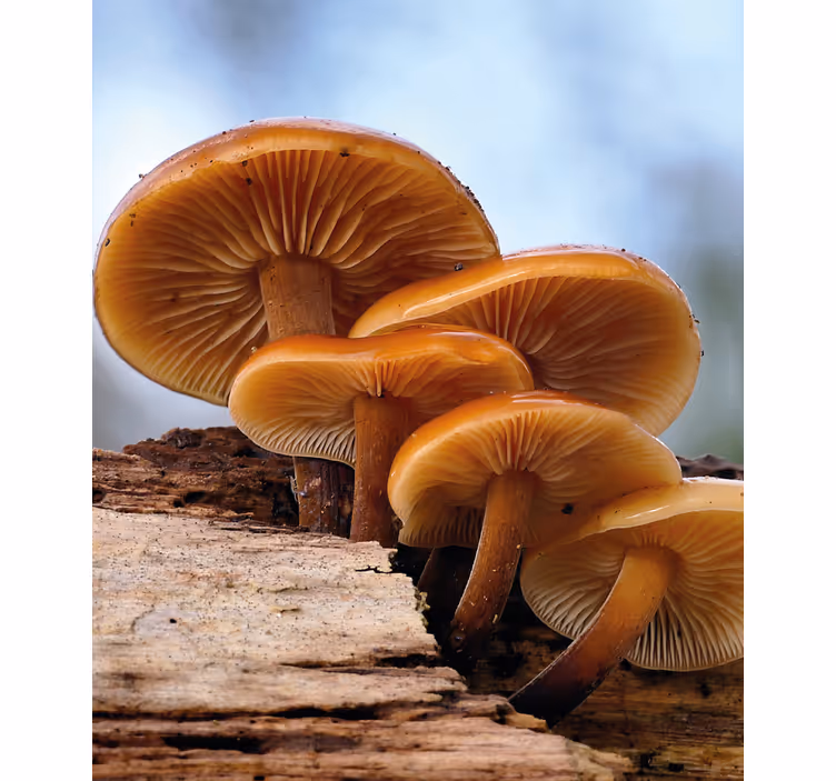 Mushroom Growth roller blind flowers - TenStickers