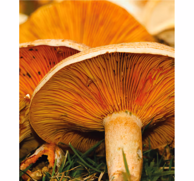 Mushroom Delight roller blind - TenStickers