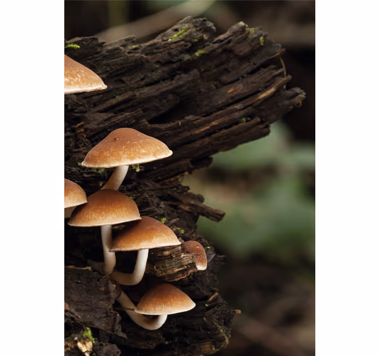 Mushrooms on Wood roller blind flowers - TenStickers
