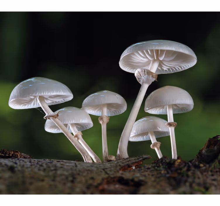 Mushroom Cluster roller blind flowers - TenStickers