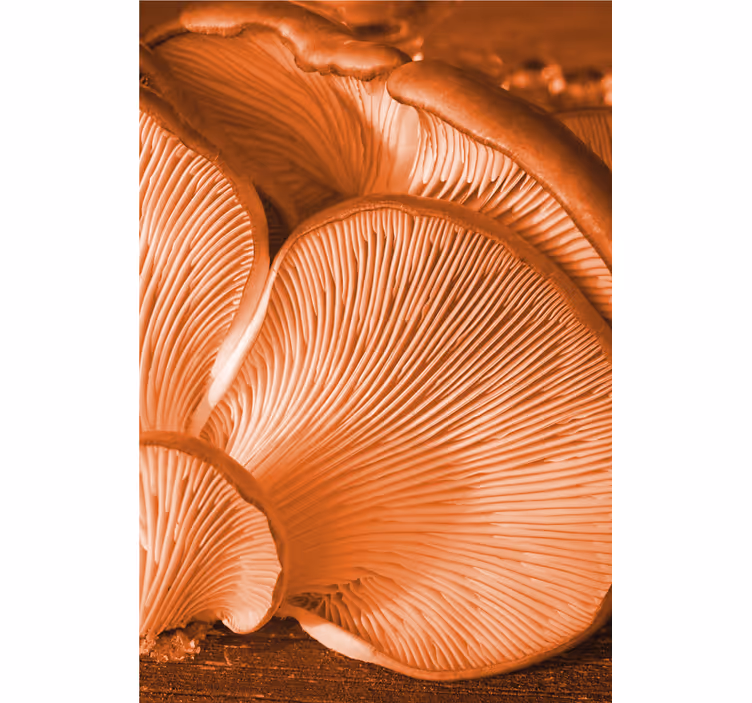 Mushroom Gills Close-Up roller blind fruits - TenStickers