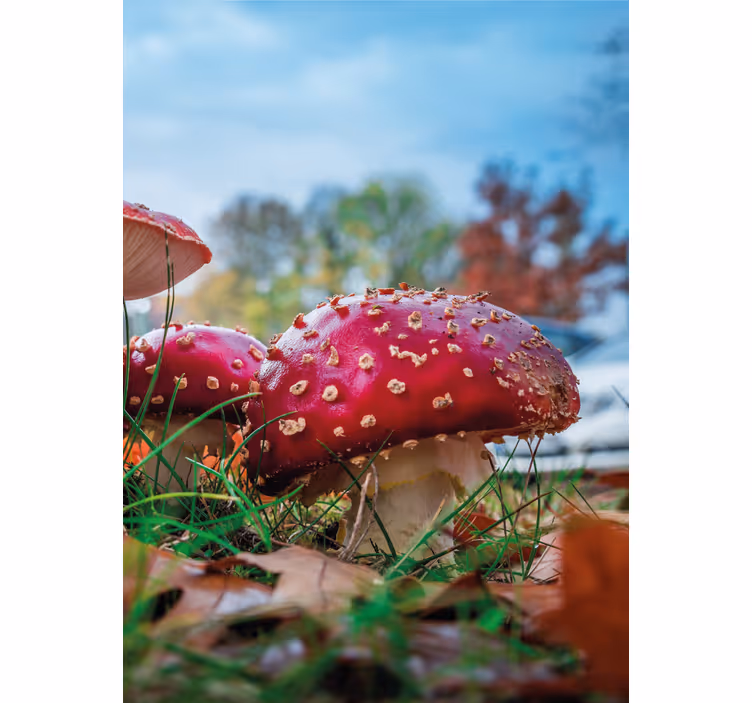 Vibrant Red Mushrooms roller blind flowers - TenStickers