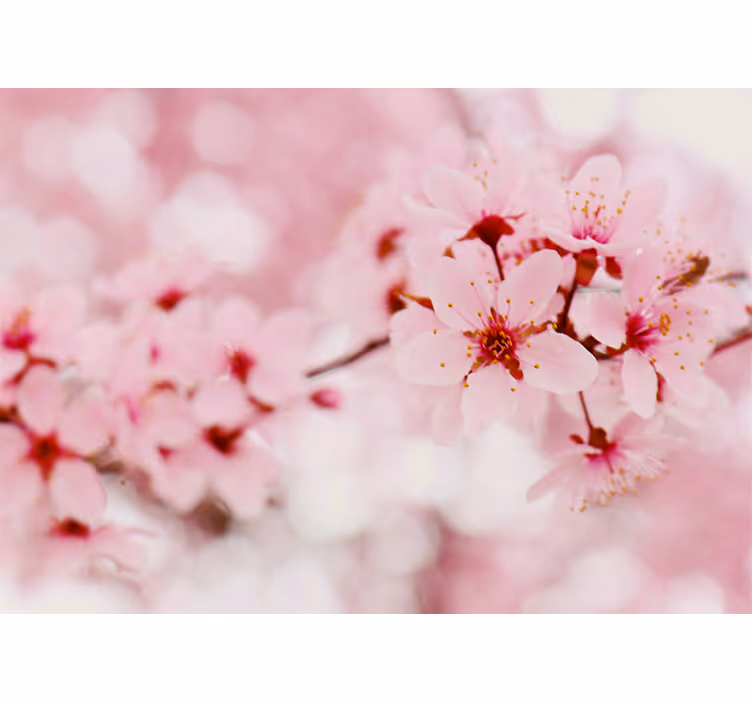 Cherry Blossom Elegance roller blind flowers - TenStickers