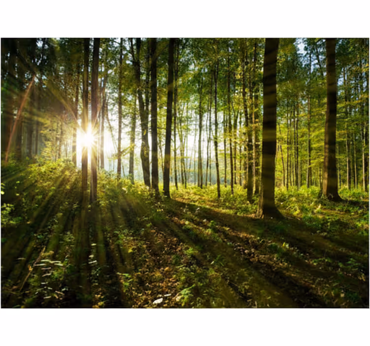 Forest wall mural golden sunburst woods - TenStickers