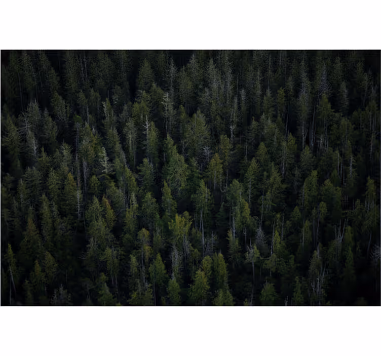 Forest wall mural deep woodland texture - TenStickers