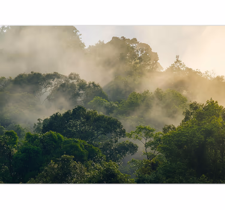 Forest wall mural lush jungle canopy - TenStickers