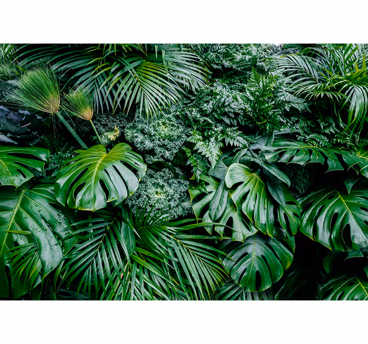Green wall mural wallpaper sunny jungle - TenStickers