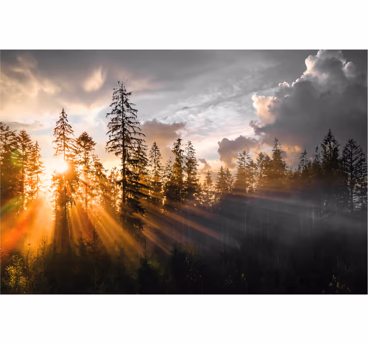 Hallway wall mural forest with fog and sun - TenStickers