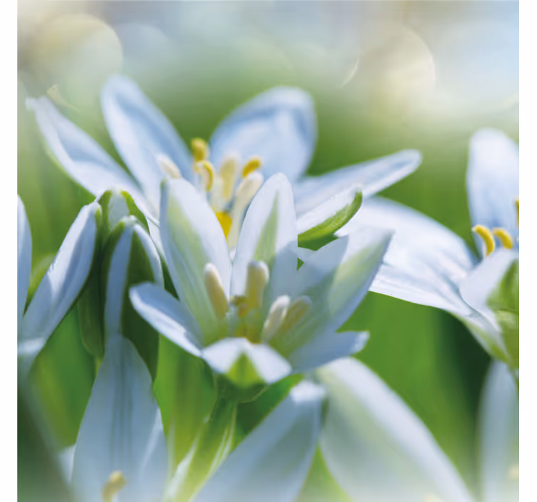 Hallway wall mural meadow of magnificent snowdrops - TenStickers