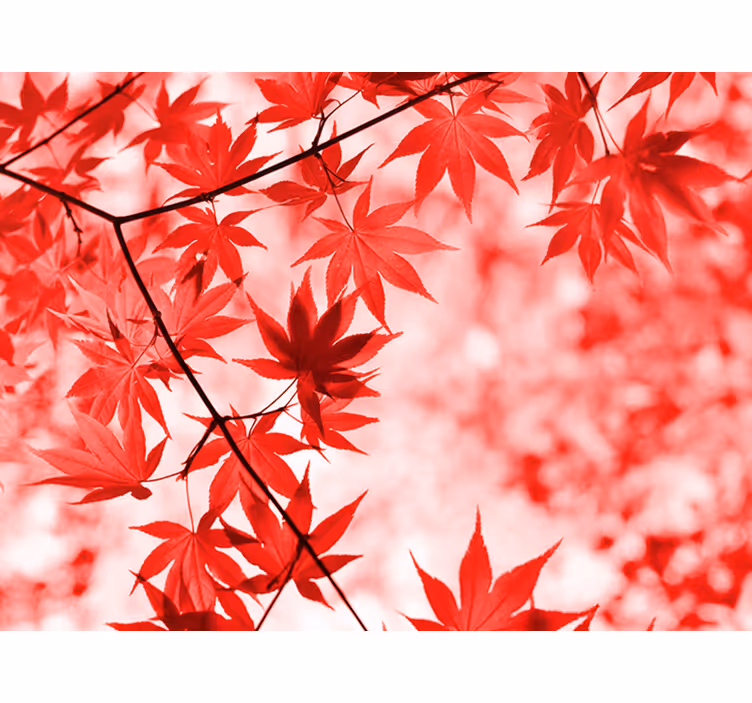 Hallway wall mural red leaf trees - TenStickers