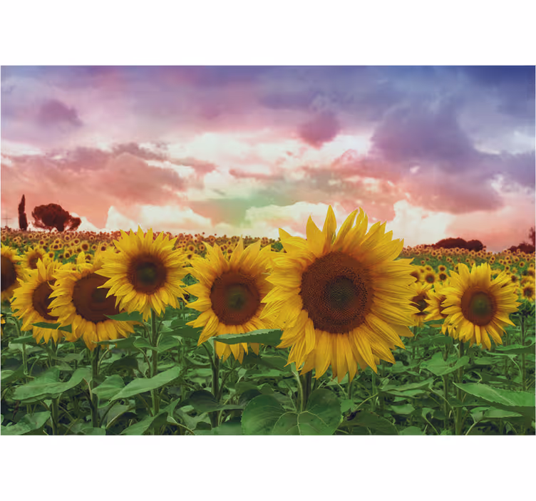 Hallway wall mural sunflower field colorful sky - TenStickers