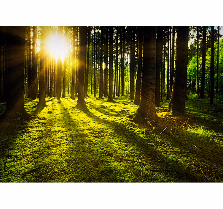 Illuminated Woodland forest wall mural - TenStickers