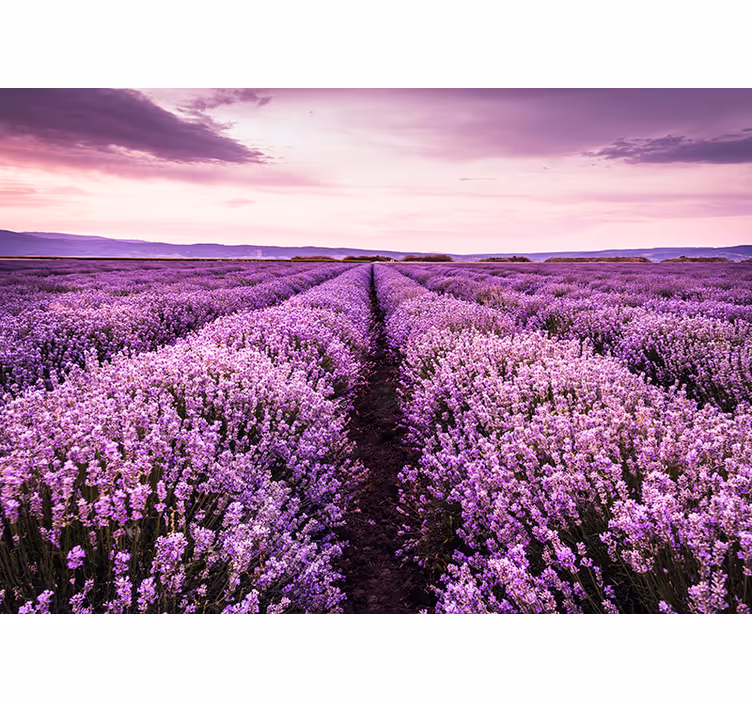 Provence lavender wall mural - TenStickers