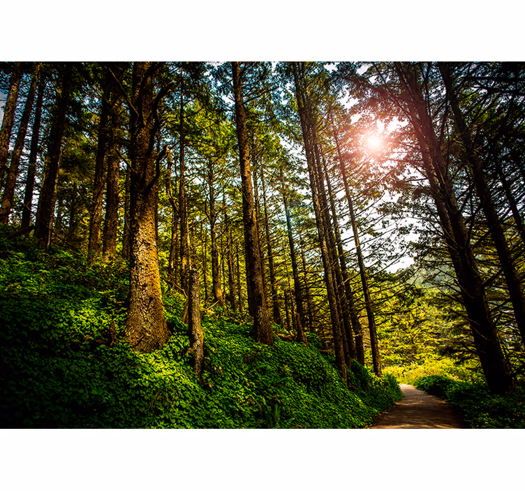 Sunny forest wall mural!! - TenStickers