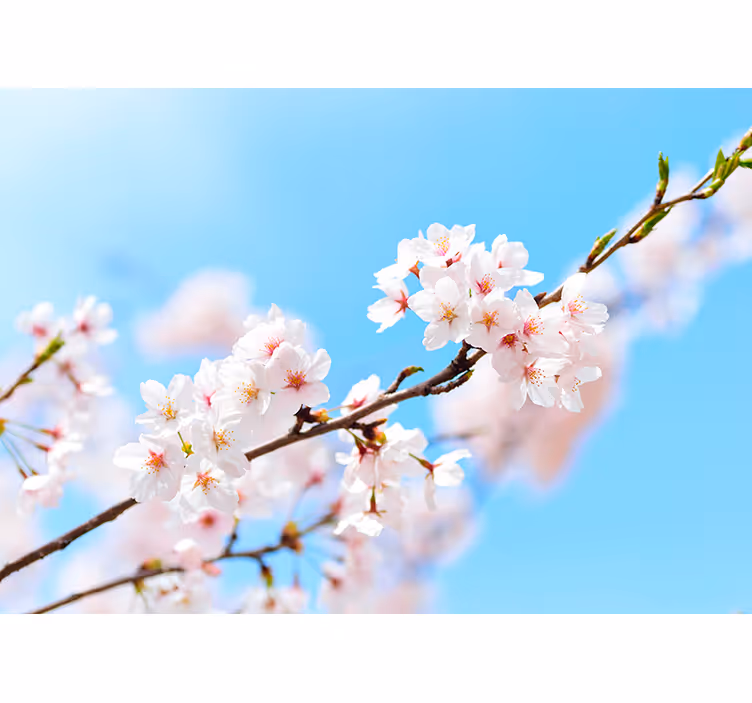 White cherry blossom wall mural - TenStickers