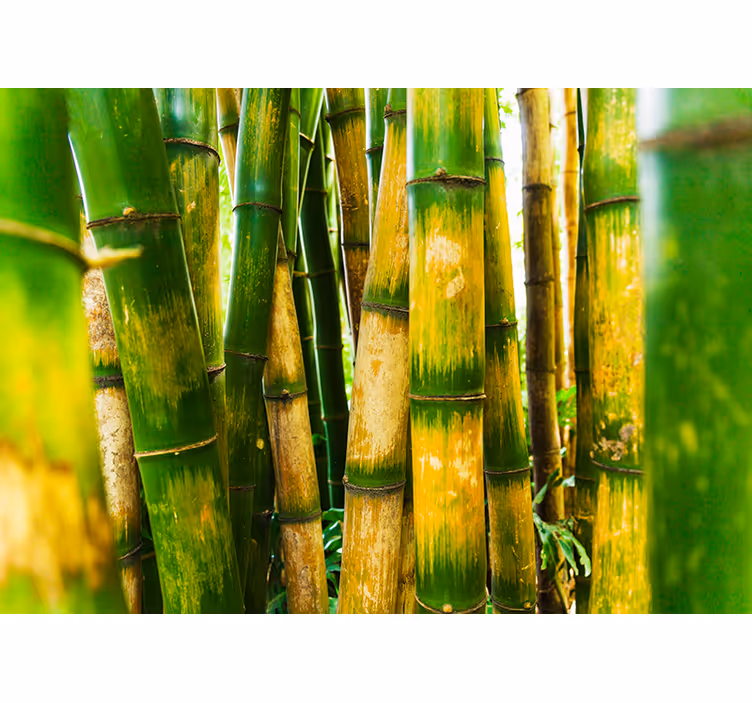 Bamboo zen wall mural for you - TenStickers
