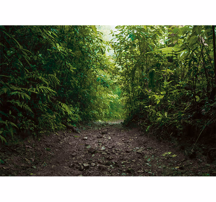 Vibrant Green Trail nature wall mural - TenStickers