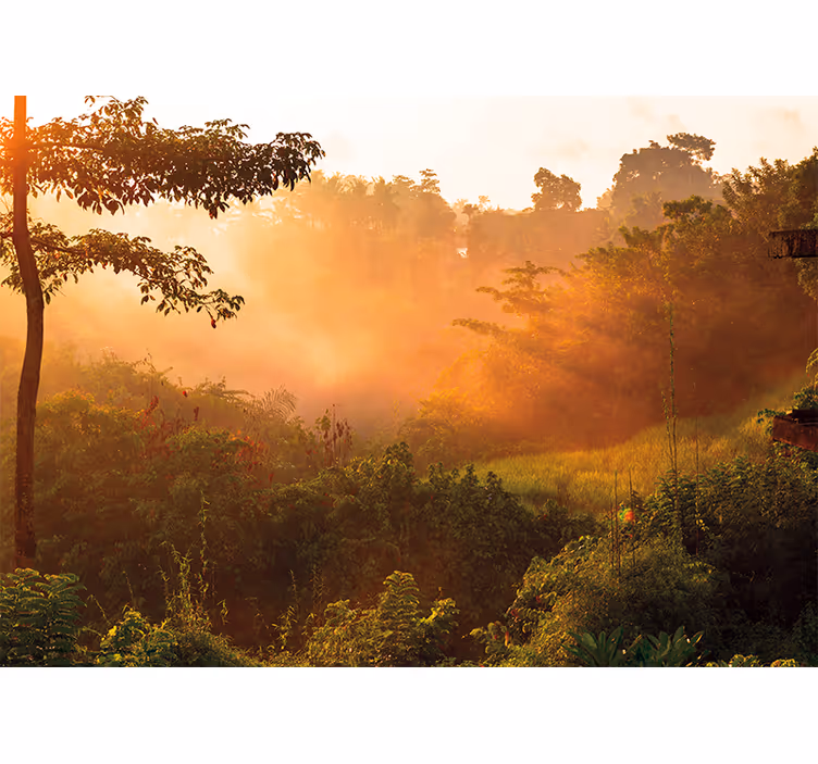 Nature wall mural tranquil forest scene - TenStickers
