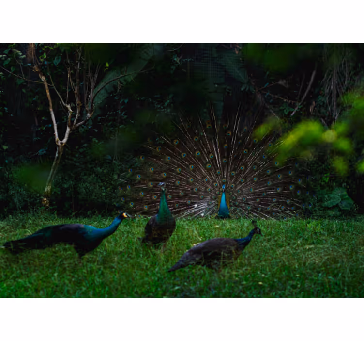 Animal wall mural peacock showing off feathers - TenStickers