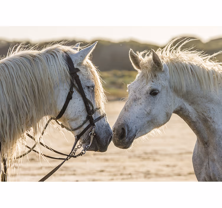 Animal wall mural tender horse love - TenStickers