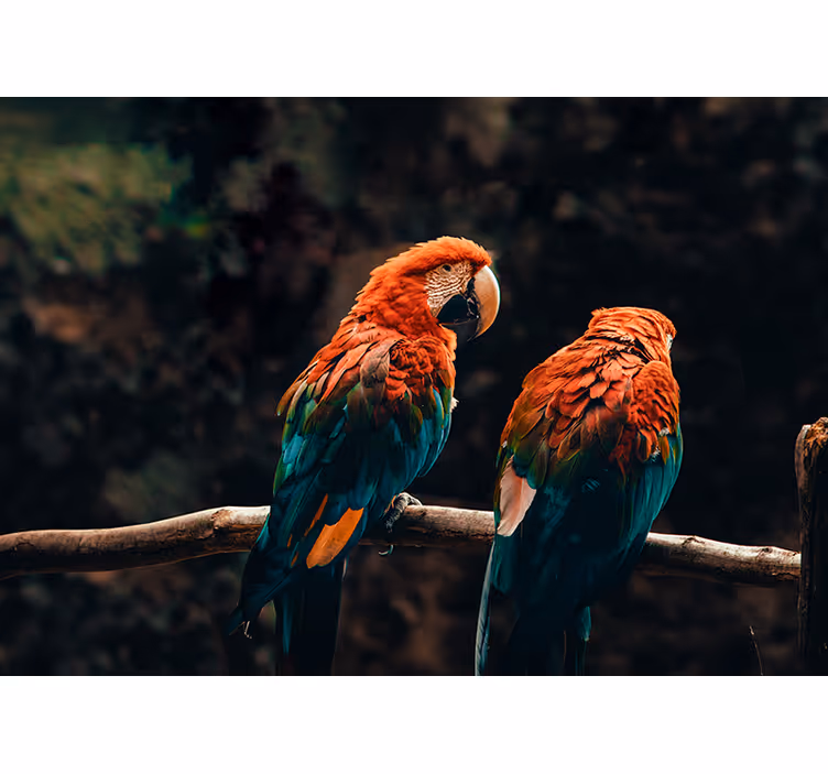 Colorful Parrots Together animal wall mural - TenStickers
