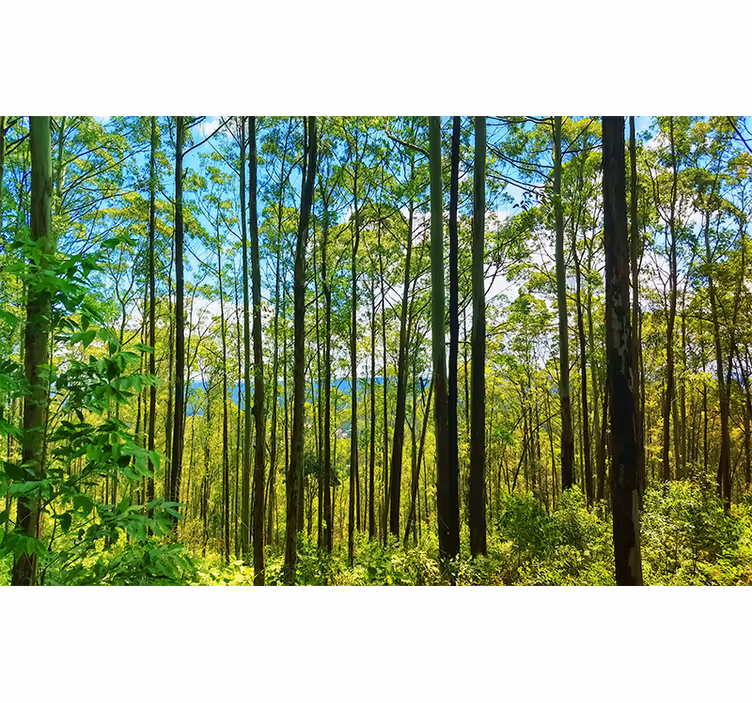 Nature wall mural tall green trees - TenStickers