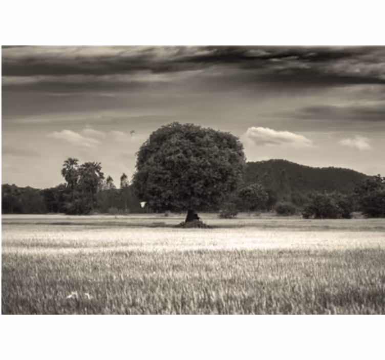 Tree mural lone tree scenery - TenStickers