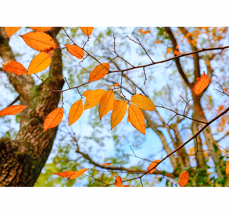 Autumn Leaves Branch tree mural - TenStickers