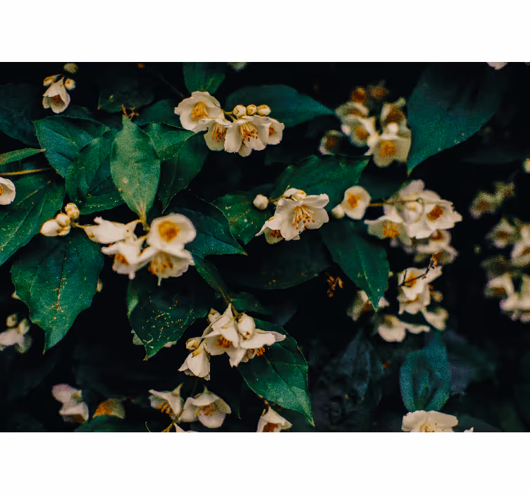 Flower wall mural delicate white blossoms - TenStickers
