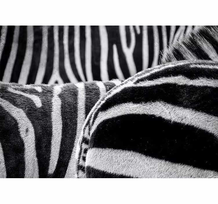 Zebra horses photo wall mural - TenStickers