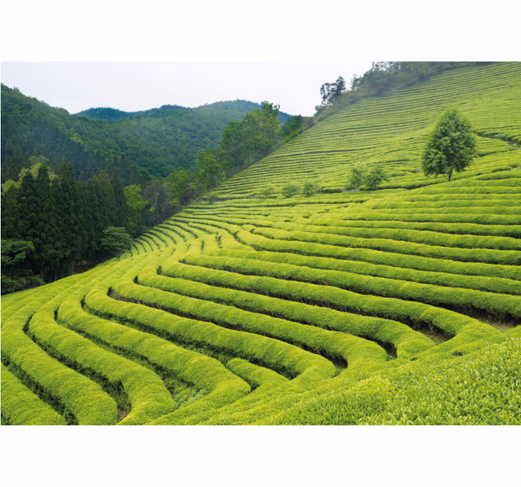 Nature wall mural tea estate scenery - TenStickers
