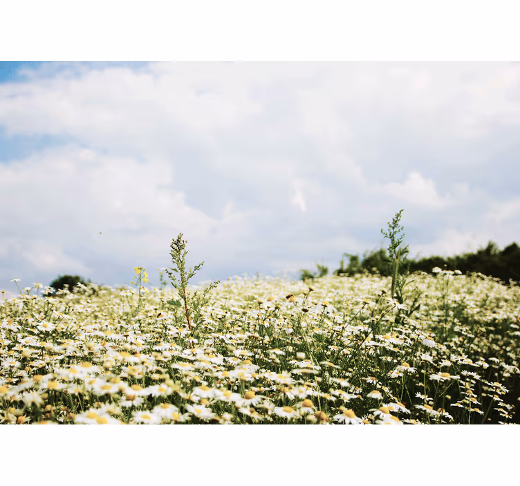Daisy Field Scene flower wall mural - TenStickers