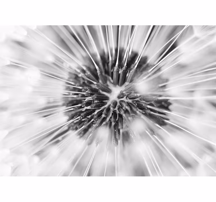 Dandelion wall mural dandelion seed burst - TenStickers