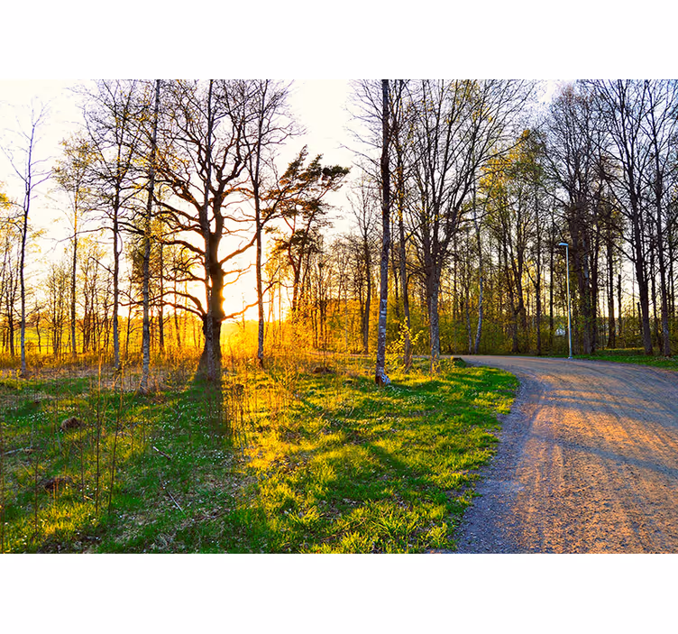 Nature wall mural sunny woodland path - TenStickers