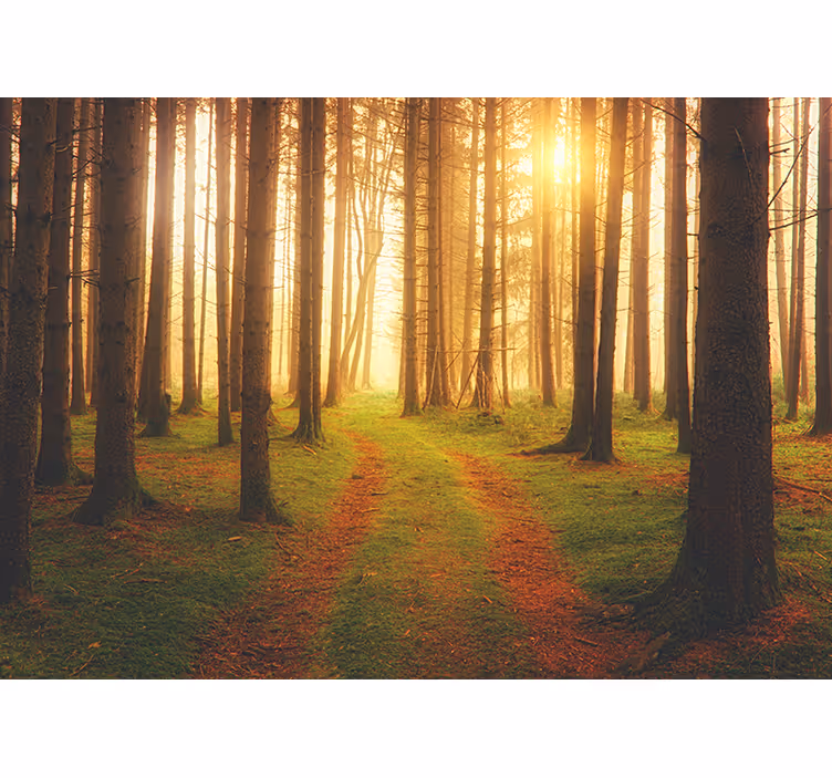 Forest wall mural woodland trail scene - TenStickers