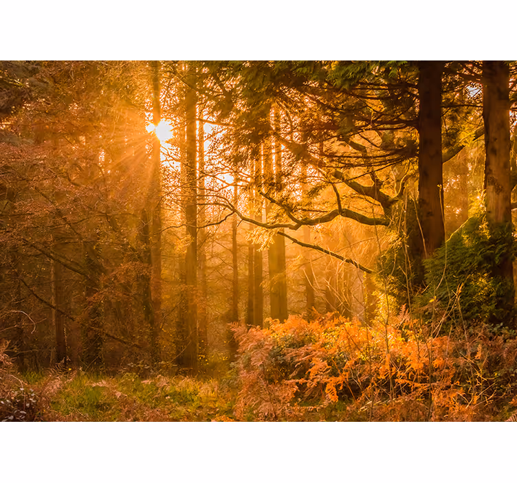 Illuminated Woodland Landscape nature wall mural - TenStickers