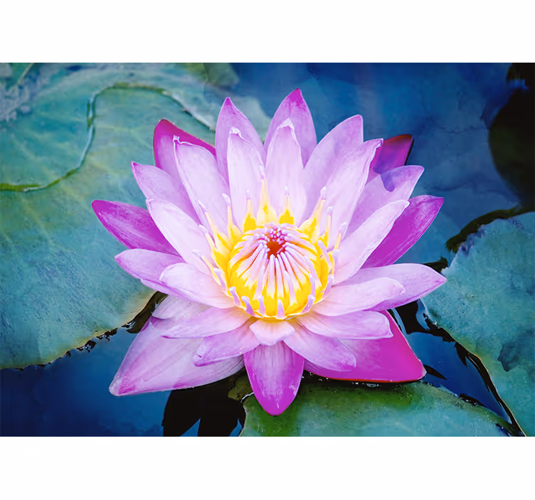 Purple Lotus Flower wall mural - TenStickers