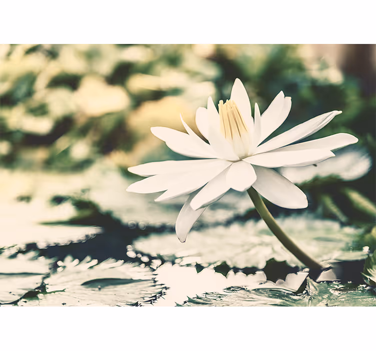 Lily Blossom Flourish flower wall mural - TenStickers
