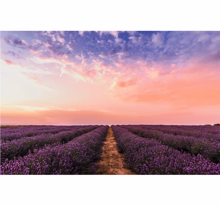 Lavender Field Sunset flower wall mural - TenStickers
