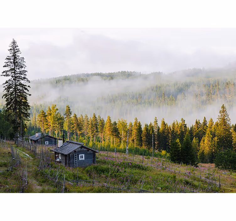 Colorful misty forest  Forest Wall Mural - TenStickers